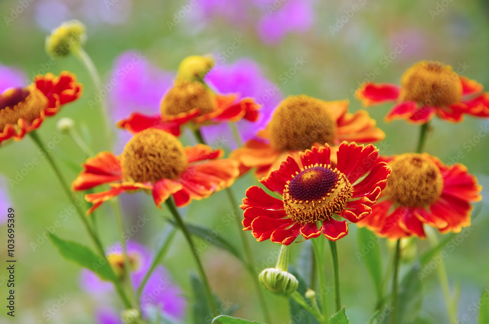 Sonnenbraut - Helenium flower in summer Sonnenbraut - Helenium flower in summer