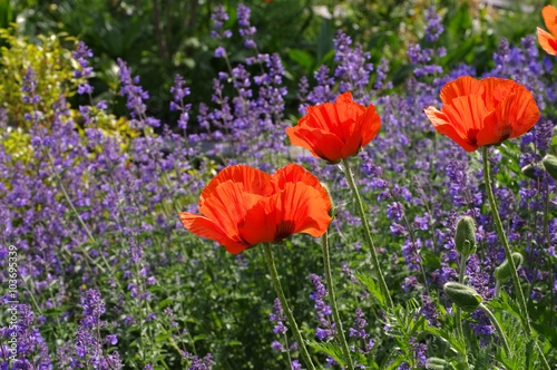 Fototapeta Naklejka Na Ścianę i Meble -  Tuerkischer Mohn und Katzenminze - oriental poppy and catmint