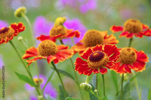 Sonnenbraut - Helenium flower in summer photo