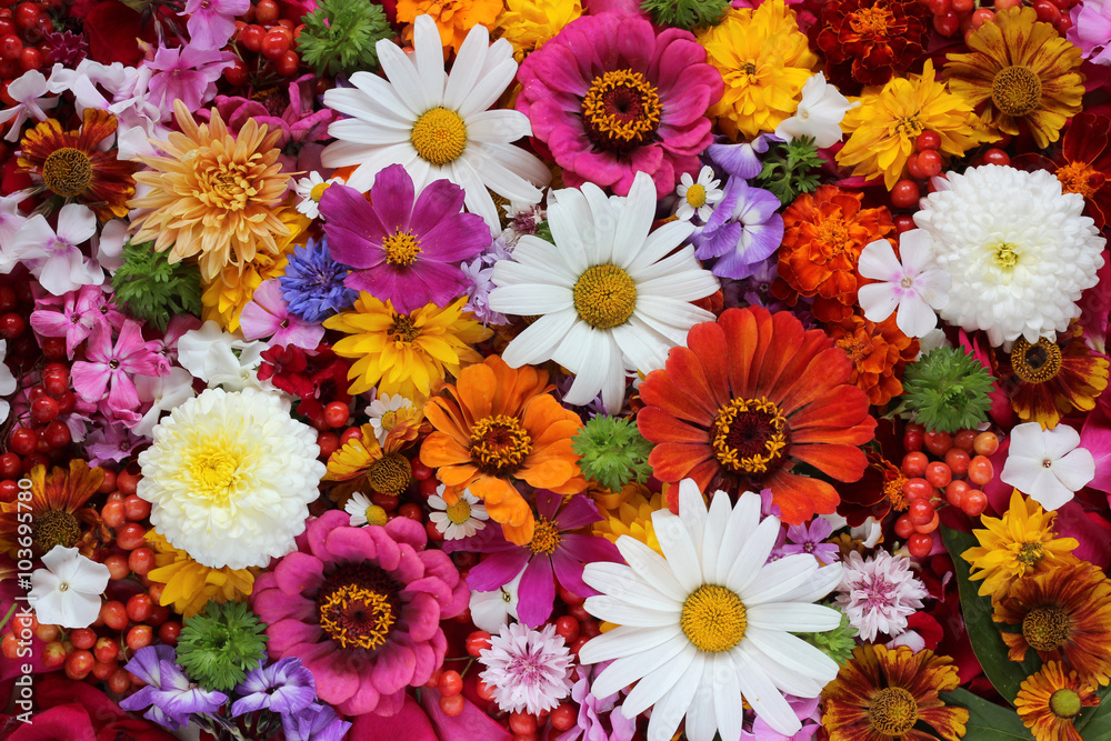 Background of flowers and berries, top view. Background of flowers and berries, top view.