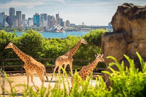 Photography Giraffes with beautul Sydney city at the background