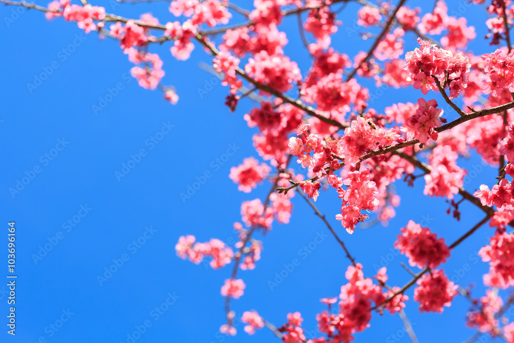 Sakura , cherry blossom, tree