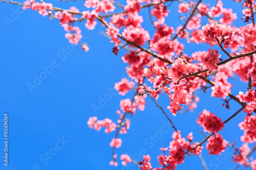 Sakura , cherry blossom, tree