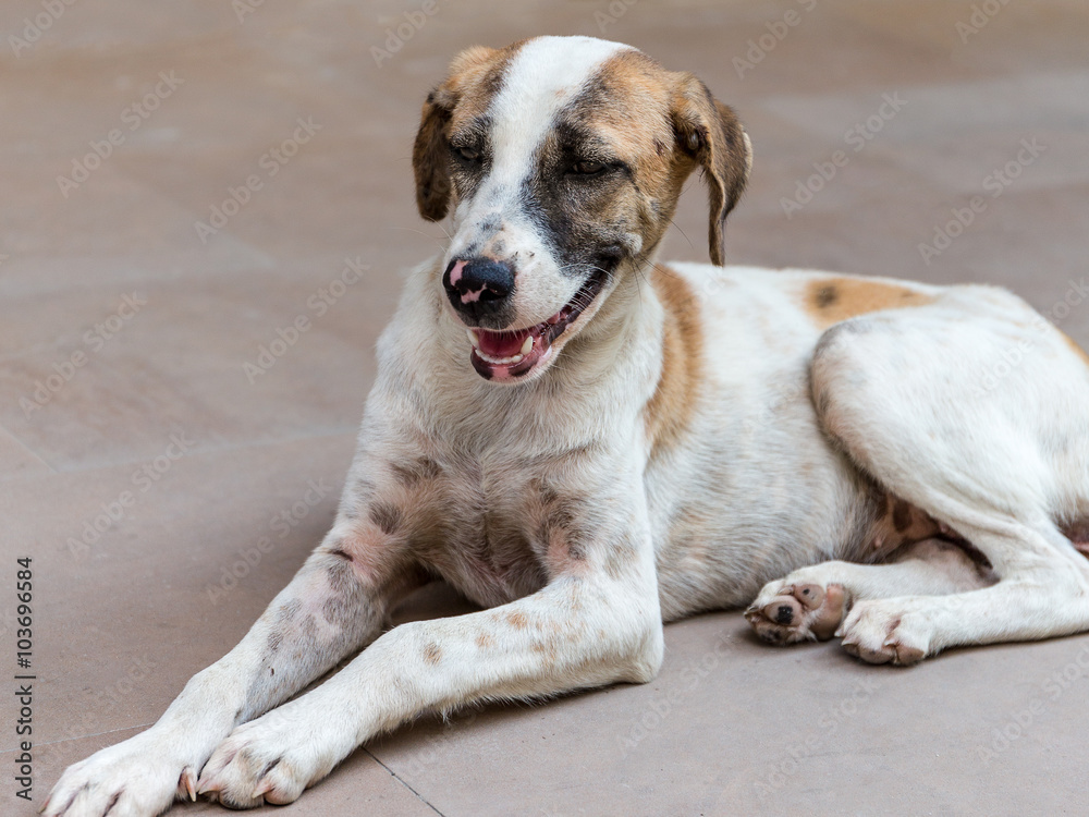 Thai Stray Dog Thai Stray Dog