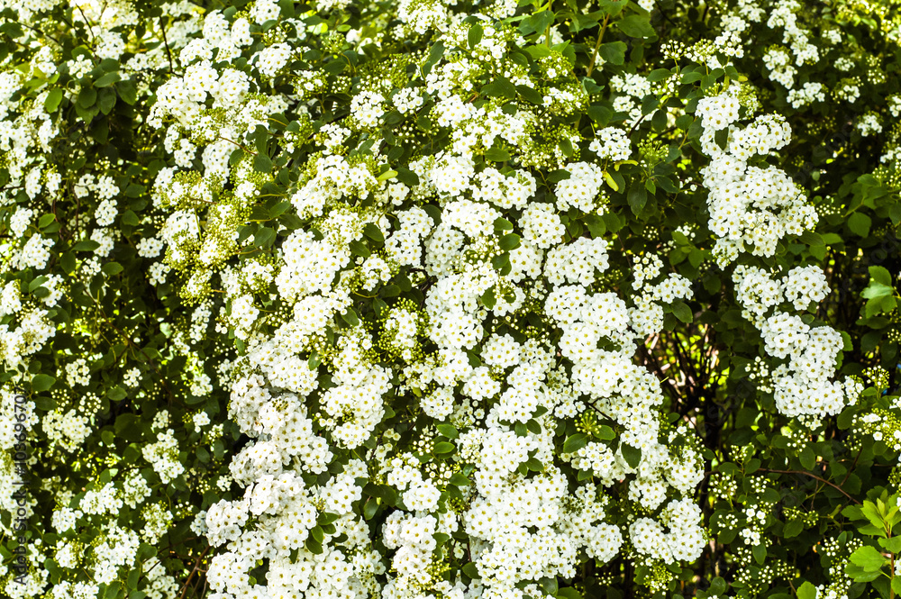Spirea arguta blossoming at spring, nature backrounds Spirea arguta blossoming at spring, nature backrounds