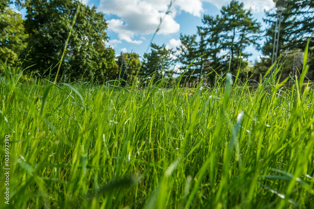 Fototapeta premium Fresh green grass as background. Selective focus on middle with shallow depth of field.