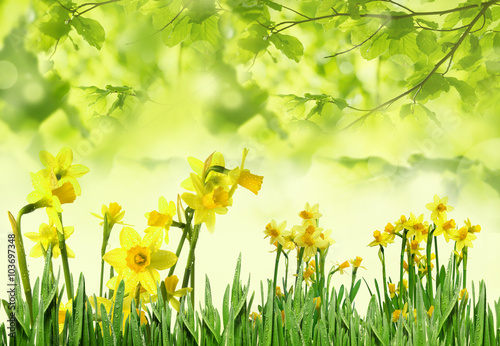 Fototapeta Naklejka Na Ścianę i Meble -  spring daffodils
