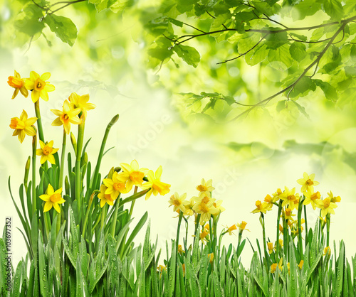spring daffodils