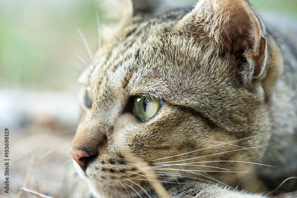 American Shorthair cat American Shorthair cat