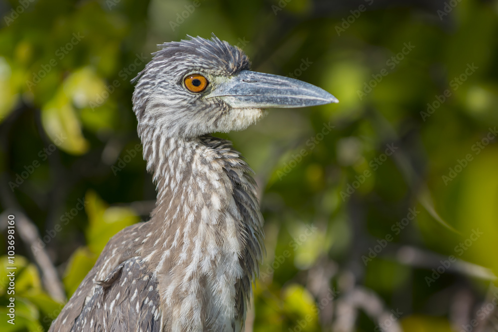Obraz premium Yellow-crowned Night Heron Profile Close-up