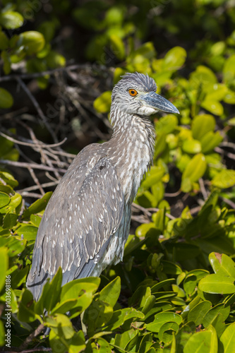 Yellow-crowned Night Heron photo