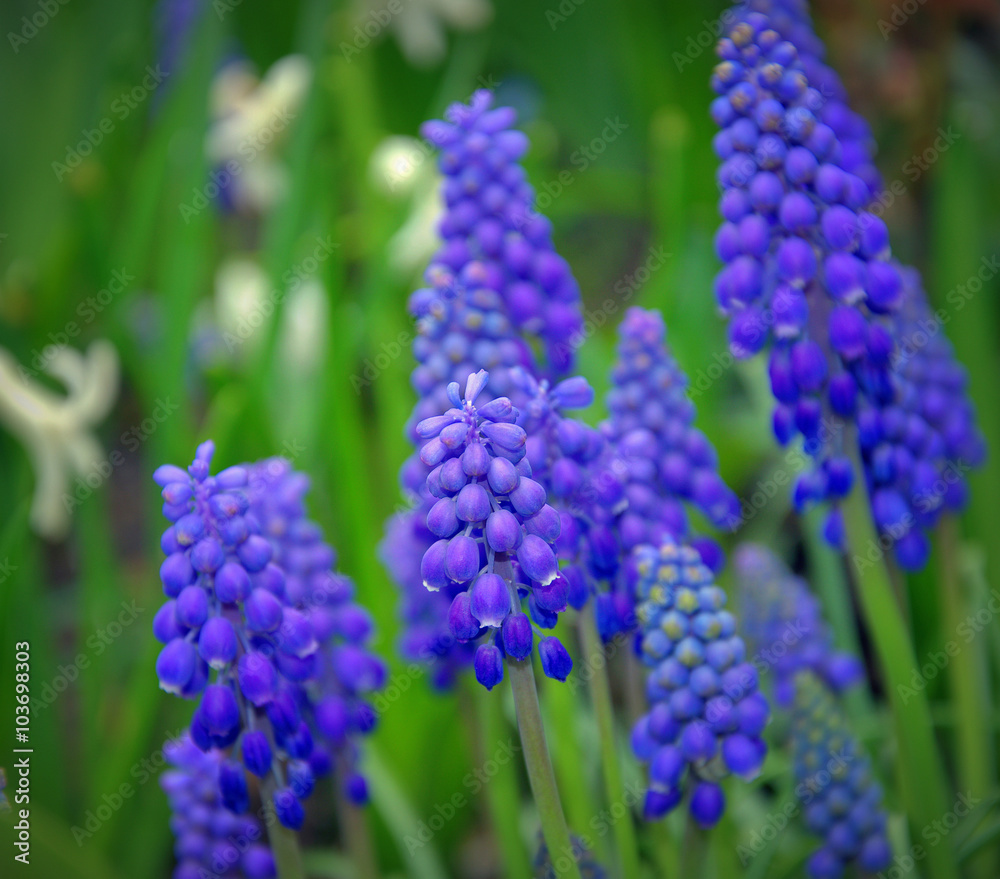 Grape hyacinth (Muscari armeniacum) in spring garden Grape hyacinth (Muscari armeniacum) in spring garden
