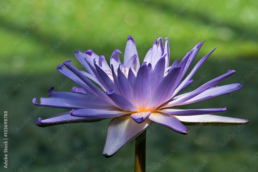 Tropische Wasserpflanze