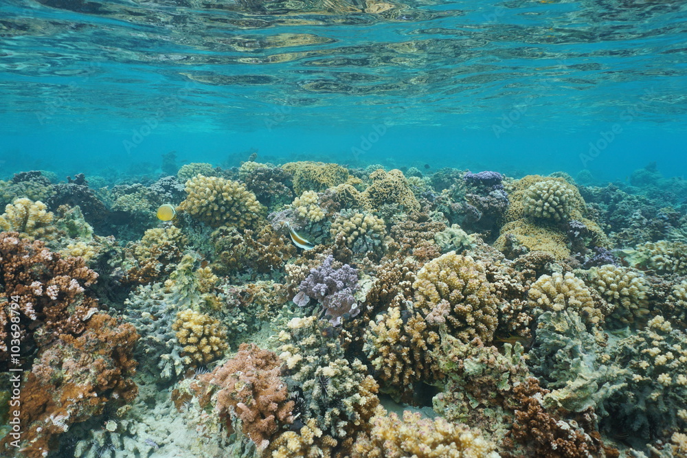 Obraz premium Underwater coral reef on a shallow ocean floor, lagoon of Huahine island, Pacific ocean, French Polynesia