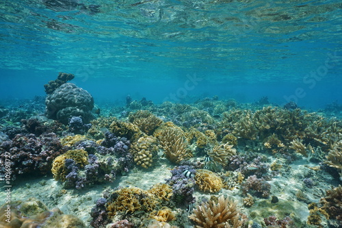 Corals underwater in shallow water of the lagoon of Huahine, Pacific ocean, French Polynesia