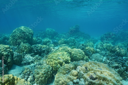 Underwater coral reef on shallow ocean floor with massive lobe corals, lagoon of Huahine island, Pacific ocean, French Polynesia