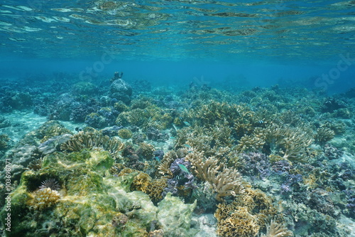Split view over and under water surface in the lagoon with the coast of Huahine island above waterline and corals underwater  Pacific ocean  French Polynesia
