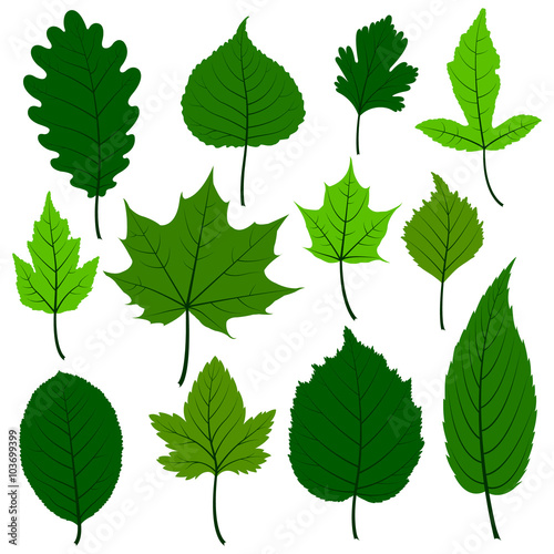 Set of twelve  spring leaves.