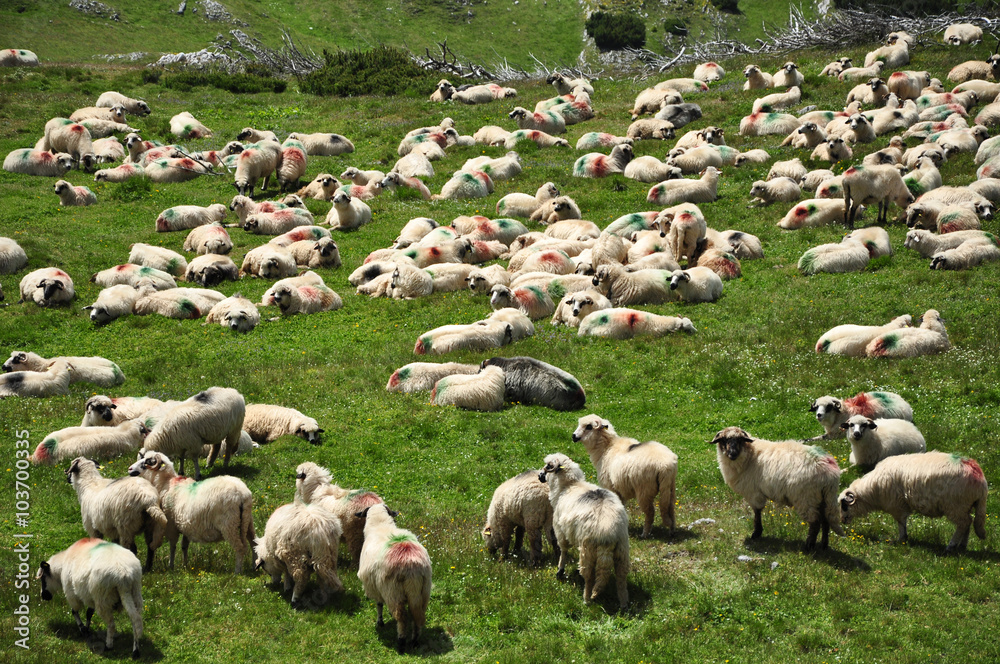 Fototapeta premium Flock of sheep in the spring