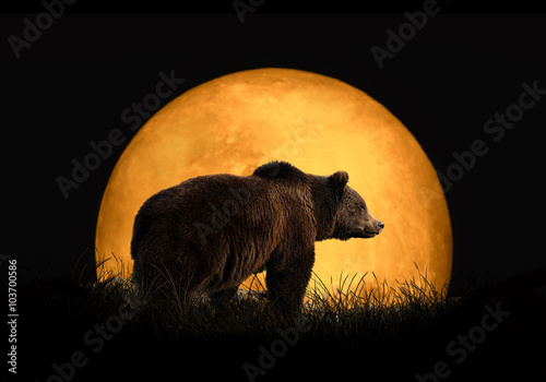 Canvas Print Bear on the background of red moon