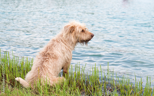 Wet dog on the lagoon