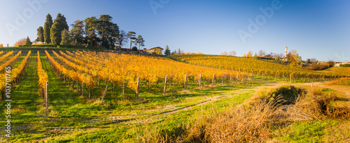Autumnal Vineyard