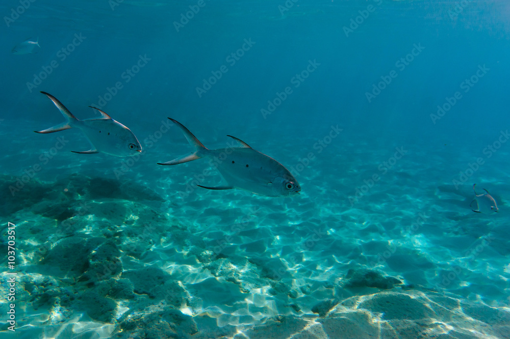 Obraz premium Underwater landscape