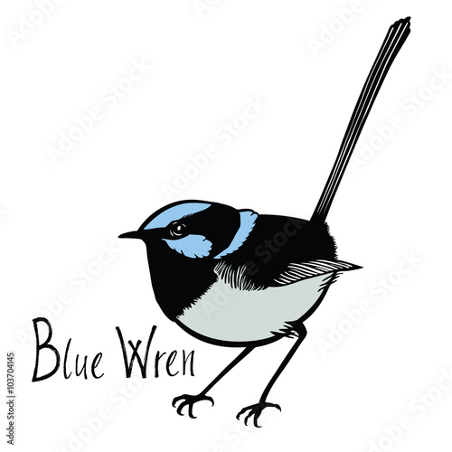 Birds collection Blue Wren Color vector