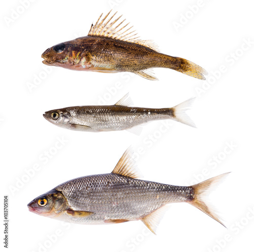 set of three freshwater fishes on white