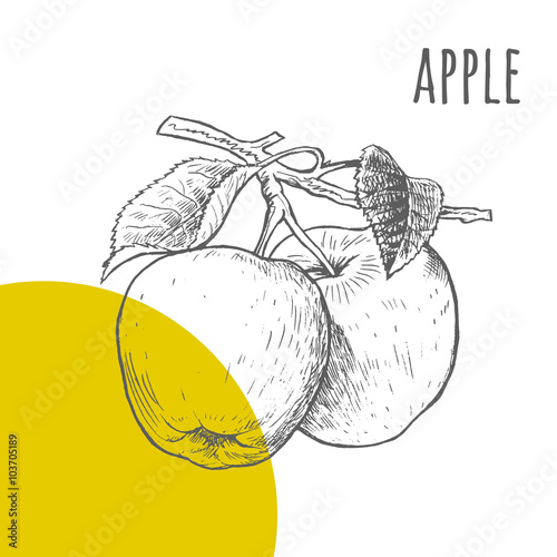 Apple vector freehand pencil drawn sketch