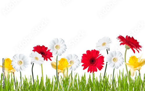 Fototapeta Naklejka Na Ścianę i Meble -  Gerber Daisy, isolated on white background