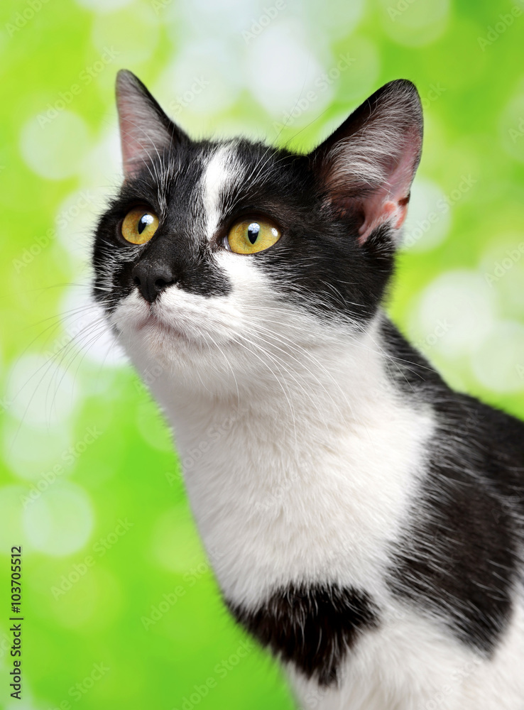 Portrait of a young cats on green background Portrait of a young cats on green background