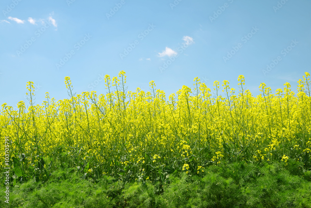 Obraz premium Spring landscape with rapeseed field