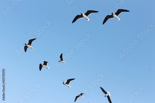 Seagulls Flying in Flock © toyechkina