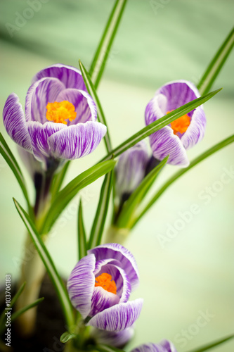 bouquet of spring purple crocus photo