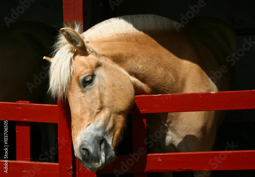 Horse head photo