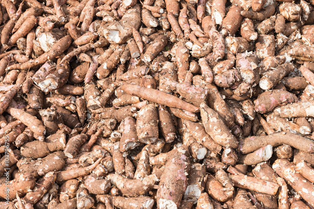 Cassava plant Cassava plant