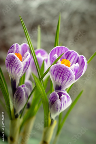 bouquet of spring purple crocus photo