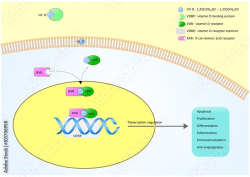 epigenetic action of vitamin D through its receptor (VDR) and dna modification