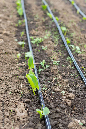 Small green kala flowers and irrigation system