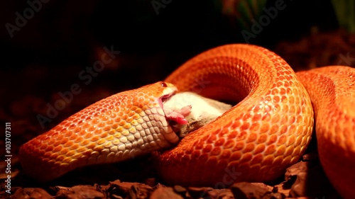 Red / Orange albino Snake eats a gray mouse