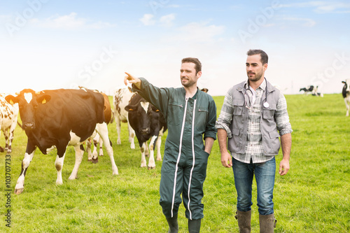 Canvas Print Farmer and veterinary working together in a barn