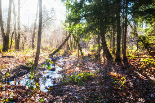 Foto Humid biotope