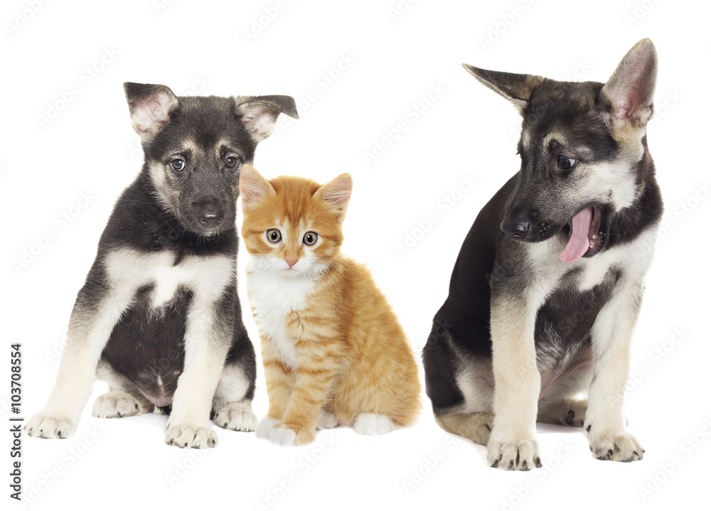 puppy and kitten together puppy and kitten together