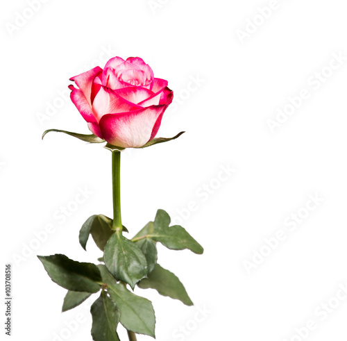 Rose isolated on white background. Pink rose with free space 
