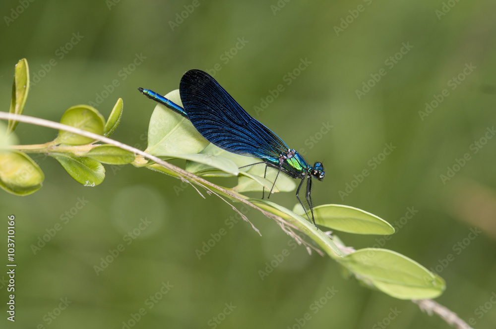 Calopteris virgos, libélula azul Calopteris virgos, libélula azul