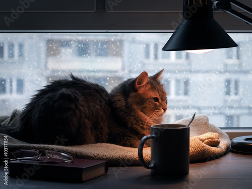 Big cat is under the lamp on the window sill of the window. Outside, it's snowing, winter. On the table book, glasses, mug. Concept - rest, home comfort, warmth