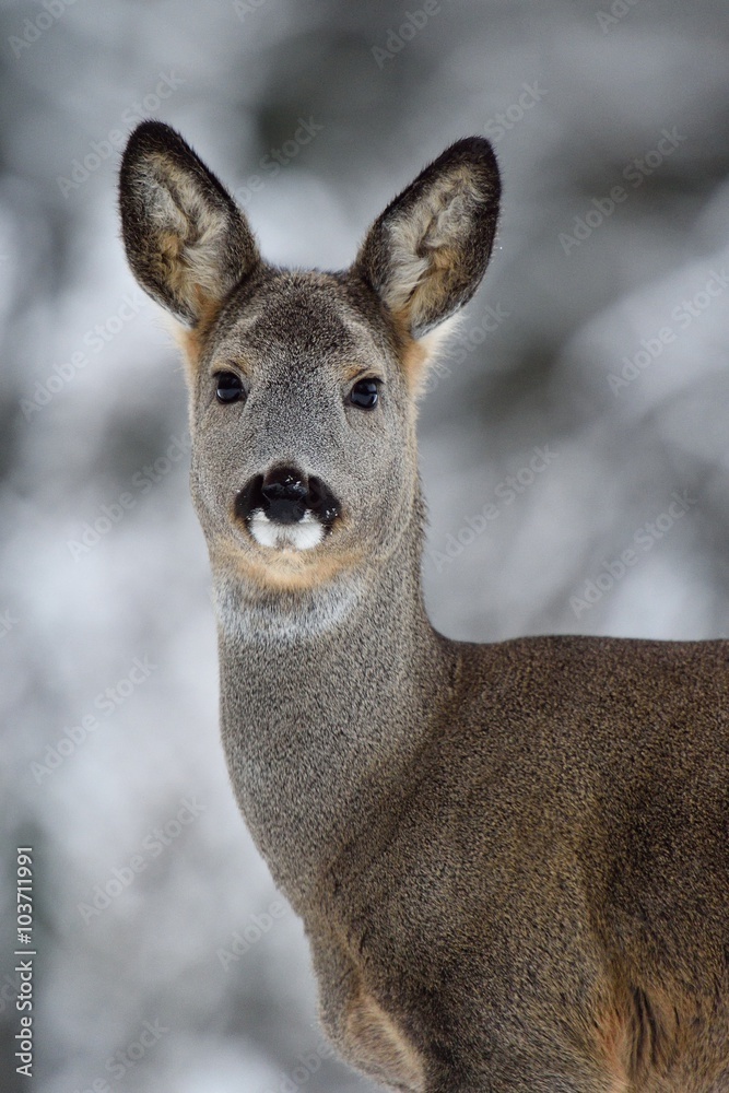 Roe deer (Capreolus capreolus) portrait in winter. Roe deer portrait with snowy background. Roe deer in winter. European roe deer. Deer. Western roe deer. Roebuck. Chevreuil. Roe deer (Capreolus capreolus) portrait in winter. Roe deer portrait with snowy background. Roe deer in winter. European roe deer. Deer. Western roe deer. Roebuck. Chevreuil.