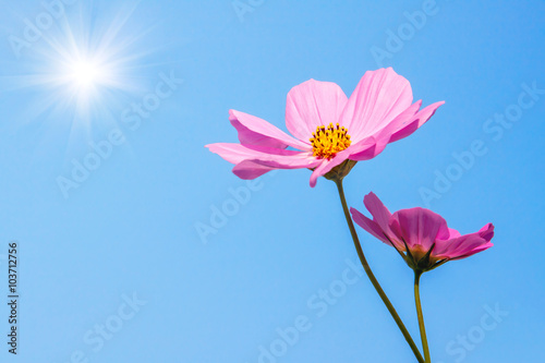 Pink cosmos flowers with sun background.