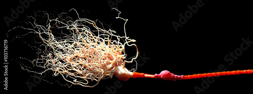 Neuron with Myelin Sheath photo